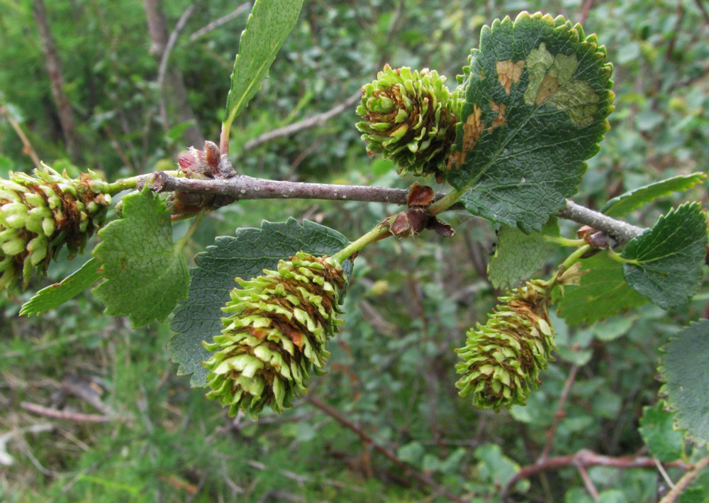 Image of Betula divaricata specimen.