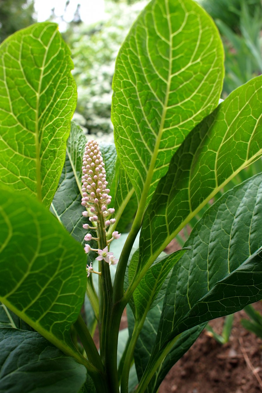 Image of Phytolacca acinosa specimen.