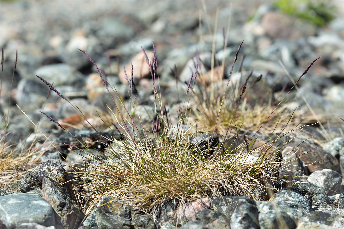 Изображение особи род Festuca.