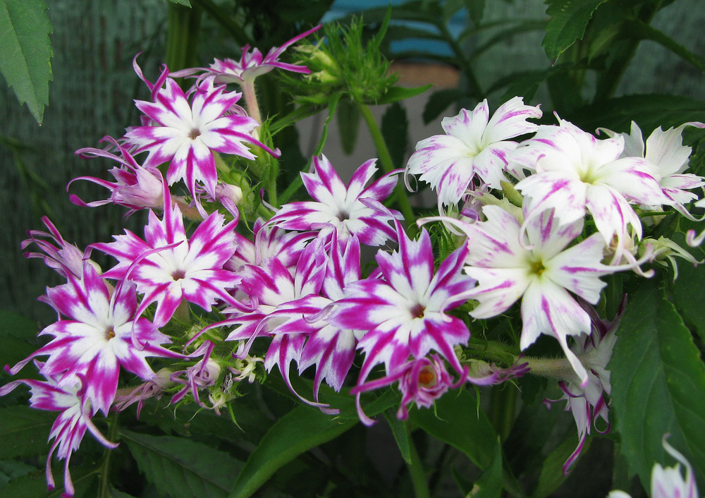 Изображение особи Phlox drummondii.