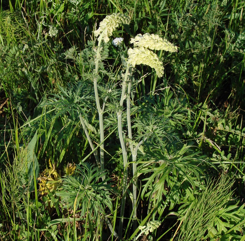 Image of Aconitum barbatum specimen.