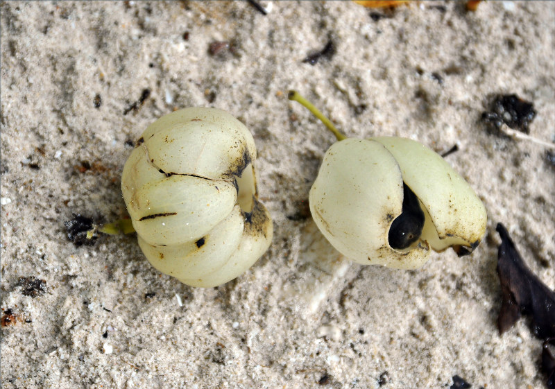Image of Hernandia nymphaeifolia specimen.