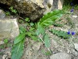 Rumex tuberosus ssp. turcomanicus