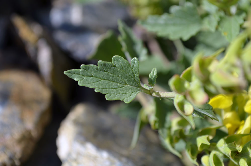 Изображение особи Scutellaria comosa.