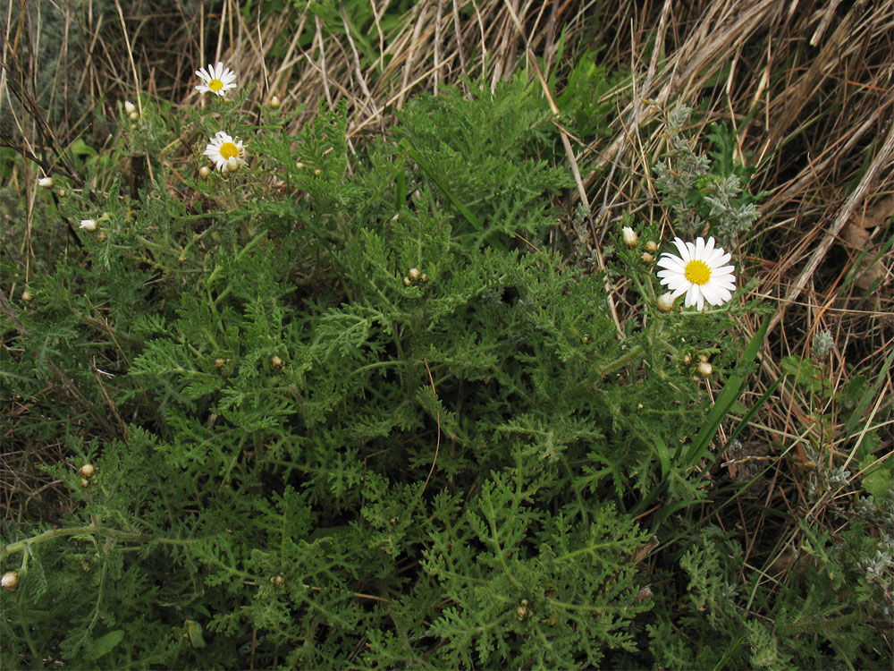 Изображение особи Argyranthemum adauctum ssp. canariense.