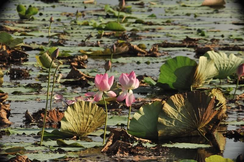 Изображение особи Nelumbo nucifera.