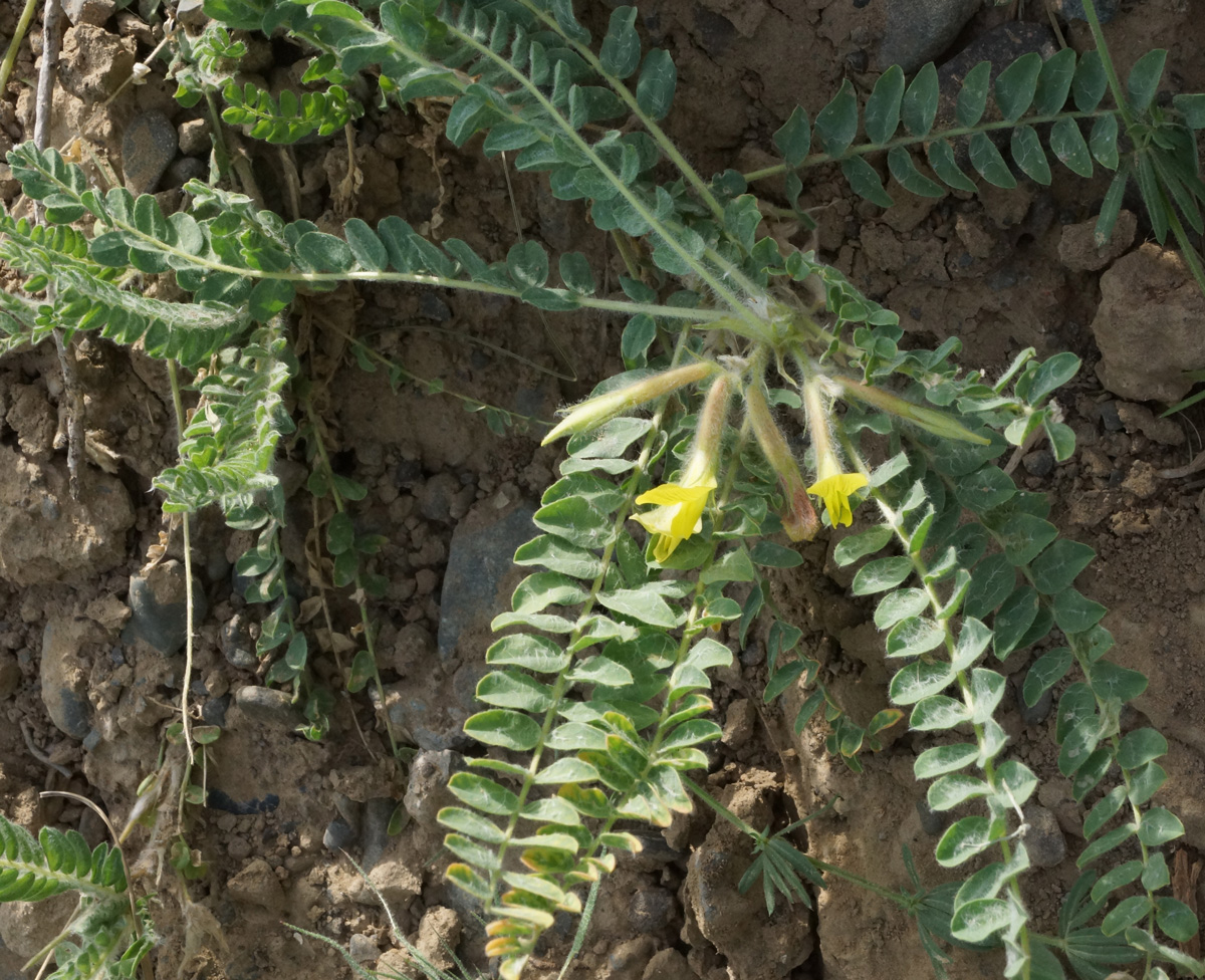 Изображение особи Astragalus lanuginosus.