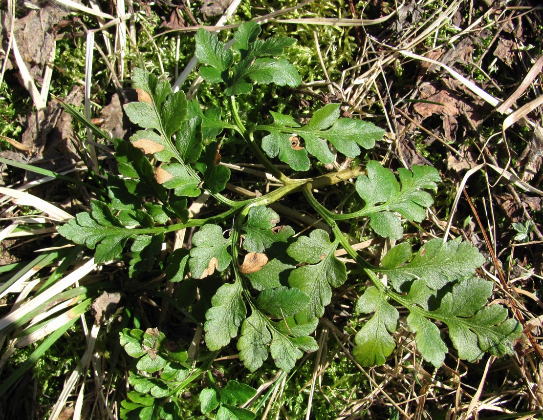 Image of Botrychium multifidum specimen.