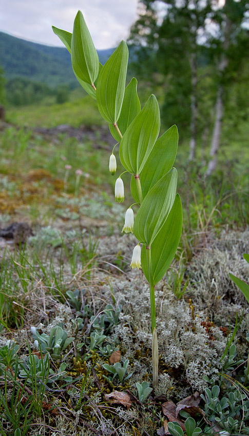 Image of Polygonatum odoratum specimen.