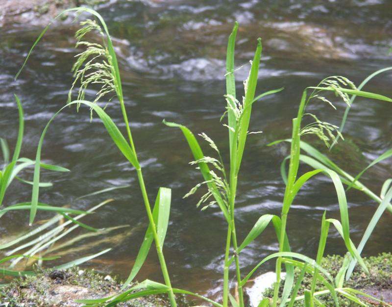 Image of Glyceria lithuanica specimen.