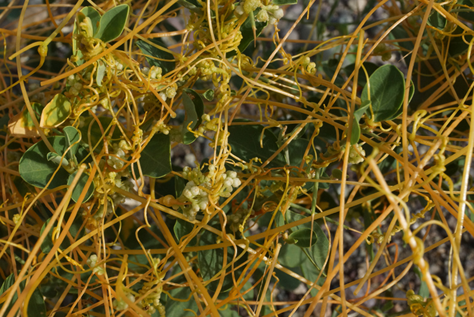 Изображение особи Cuscuta campestris.