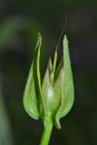 Calystegia dahurica. Незрелый плод. Приморский край, Партизанский р-н, долина р. Партизанской на правом берегу, ж.-д. платформа \"151 км\", суходольный луг. 05.09.2015.