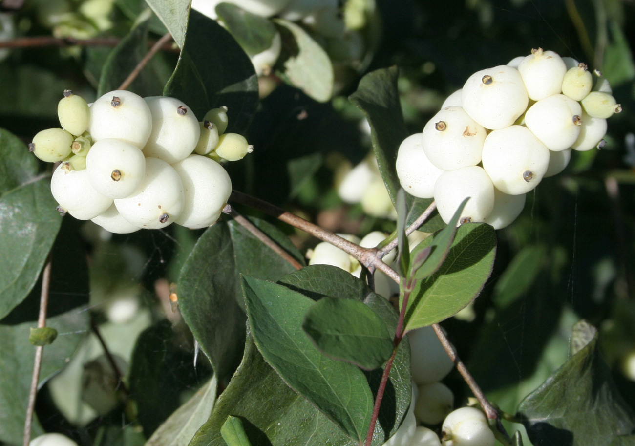 Image of Symphoricarpos albus var. laevigatus specimen.