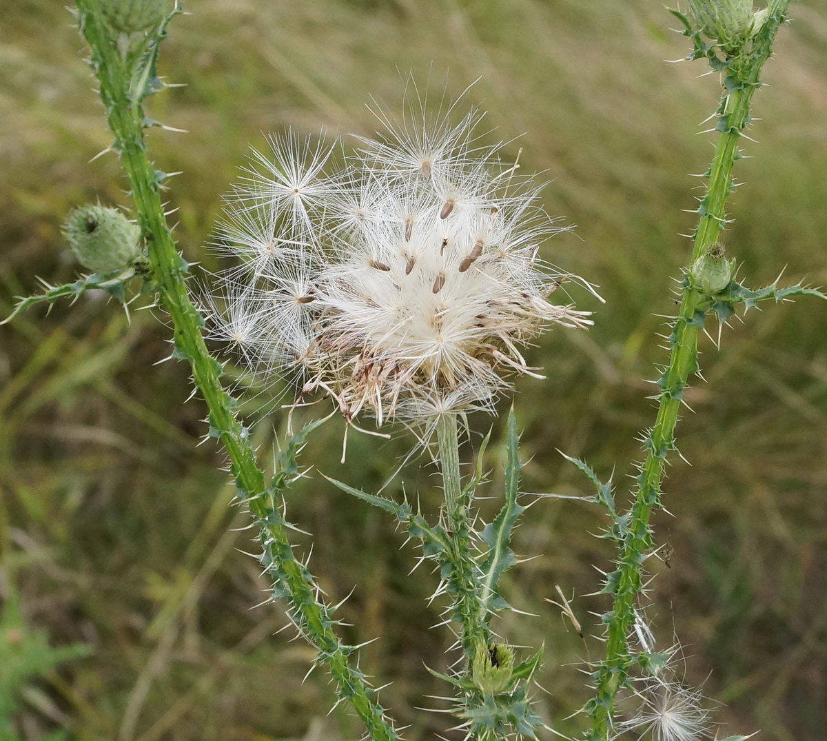 Image of Carduus acanthoides specimen.