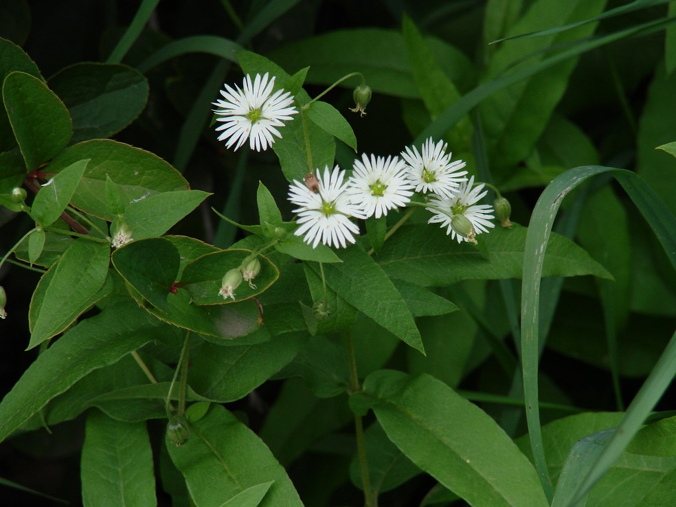 Изображение особи Fimbripetalum radians.