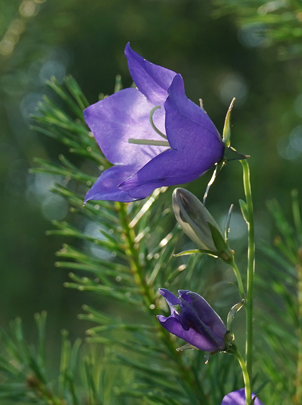 Изображение особи Campanula persicifolia.