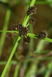 Cyperus difformis. Общее соцветие. Приморский край, Партизанский р-н, окр. пос. Волчанец, в луже на дороге. 04.09.2015.