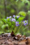 Viola mirabilis