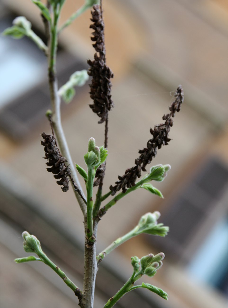 Изображение особи Amorpha fruticosa.