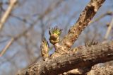 Sambucus williamsii. Части побегов с распускающимися почками. Приморский край, Уссурийский гор. округ, окр. с. Монакино, берег ручья. 22.04.2016.