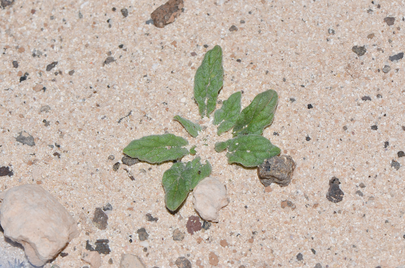 Изображение особи Heliotropium erosum.