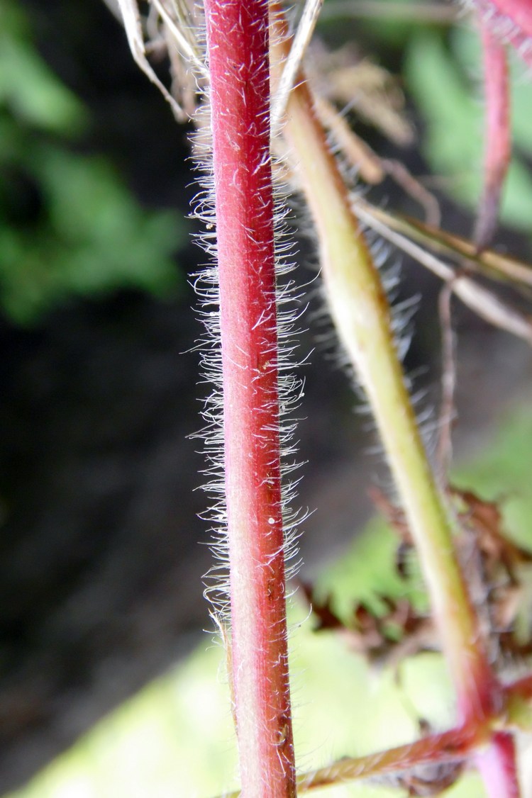 Image of Geranium robertianum specimen.