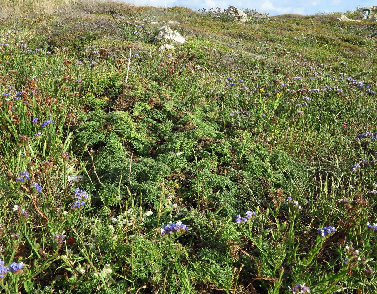 Изображение особи Echinops adenocaulos.