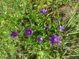 Campanula aucheri