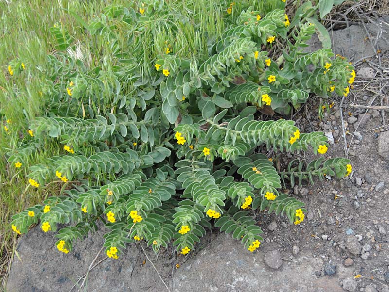 Image of Alkanna orientalis specimen.