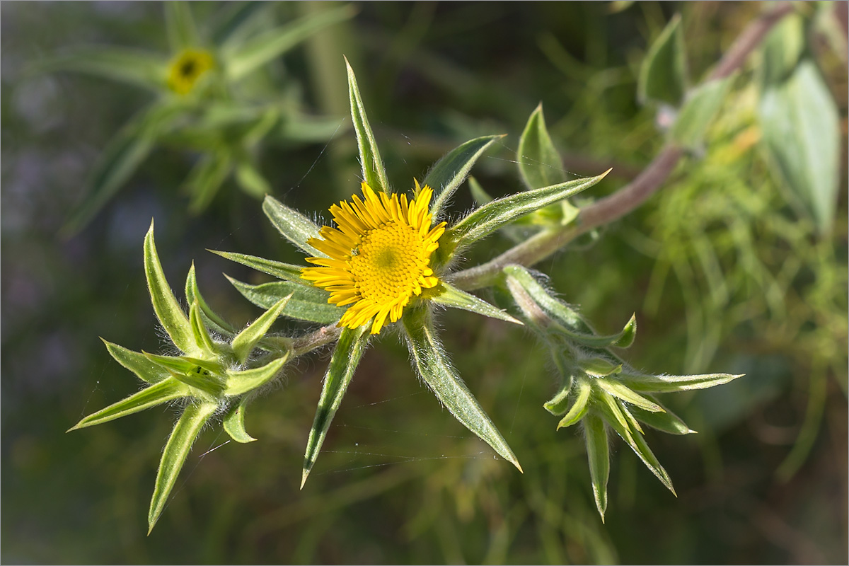 Изображение особи Pallenis spinosa.