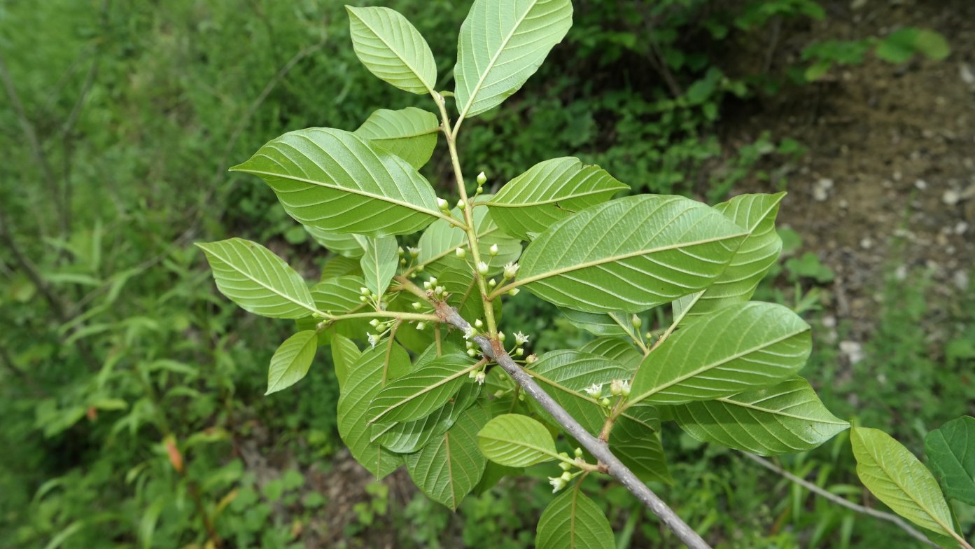 Image of Frangula alnus specimen.