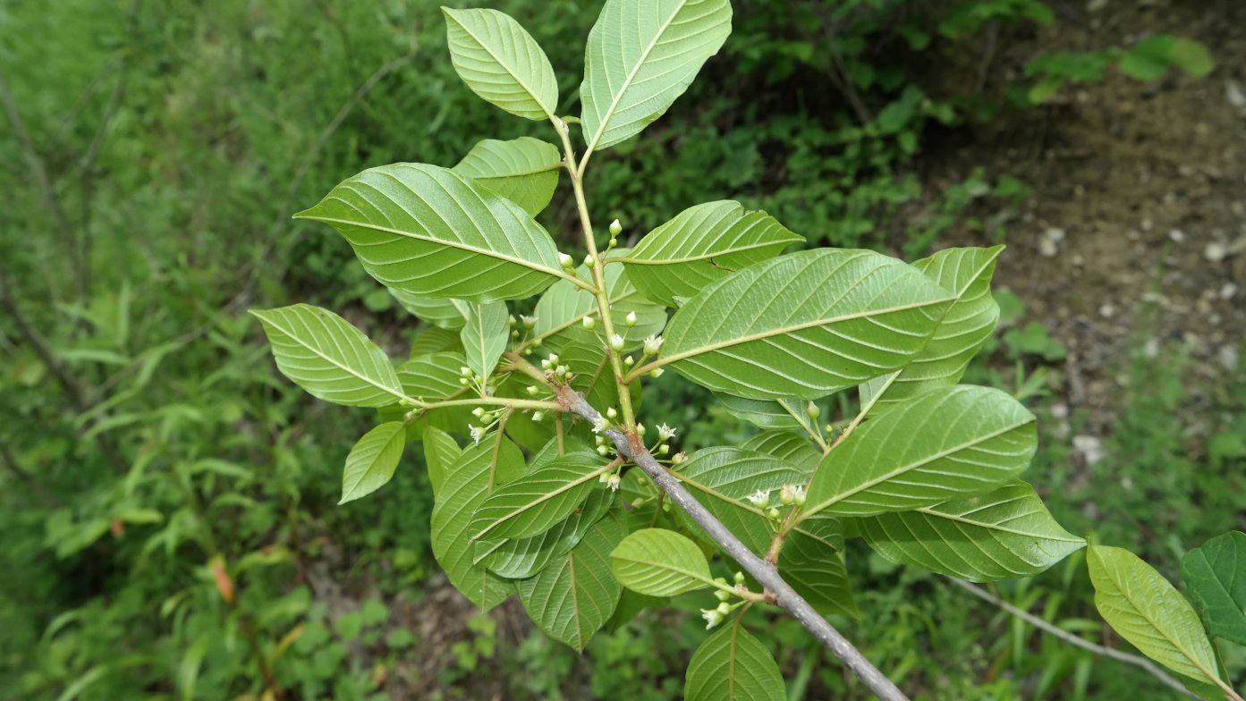 Изображение особи Frangula alnus.