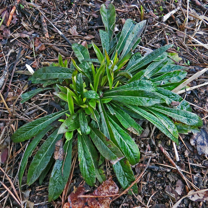 Image of Campanula persicifolia specimen.