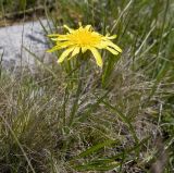 Scorzonera radiata