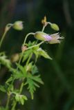 Geranium affine