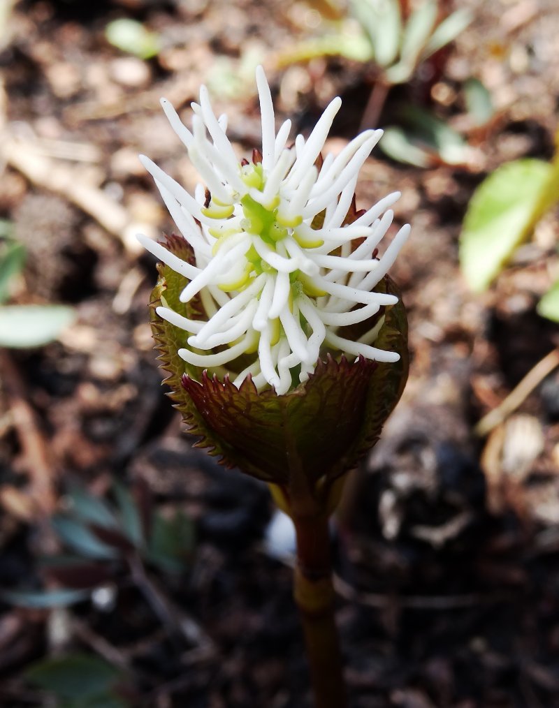 Image of Chloranthus quadrifolius specimen.