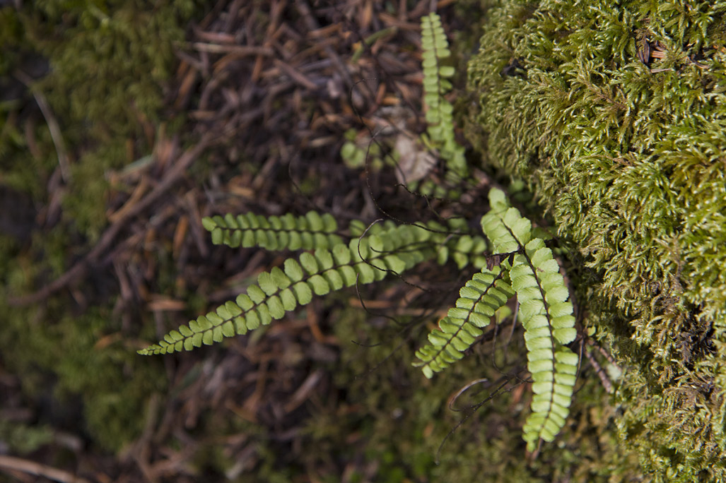 Изображение особи Asplenium trichomanes.