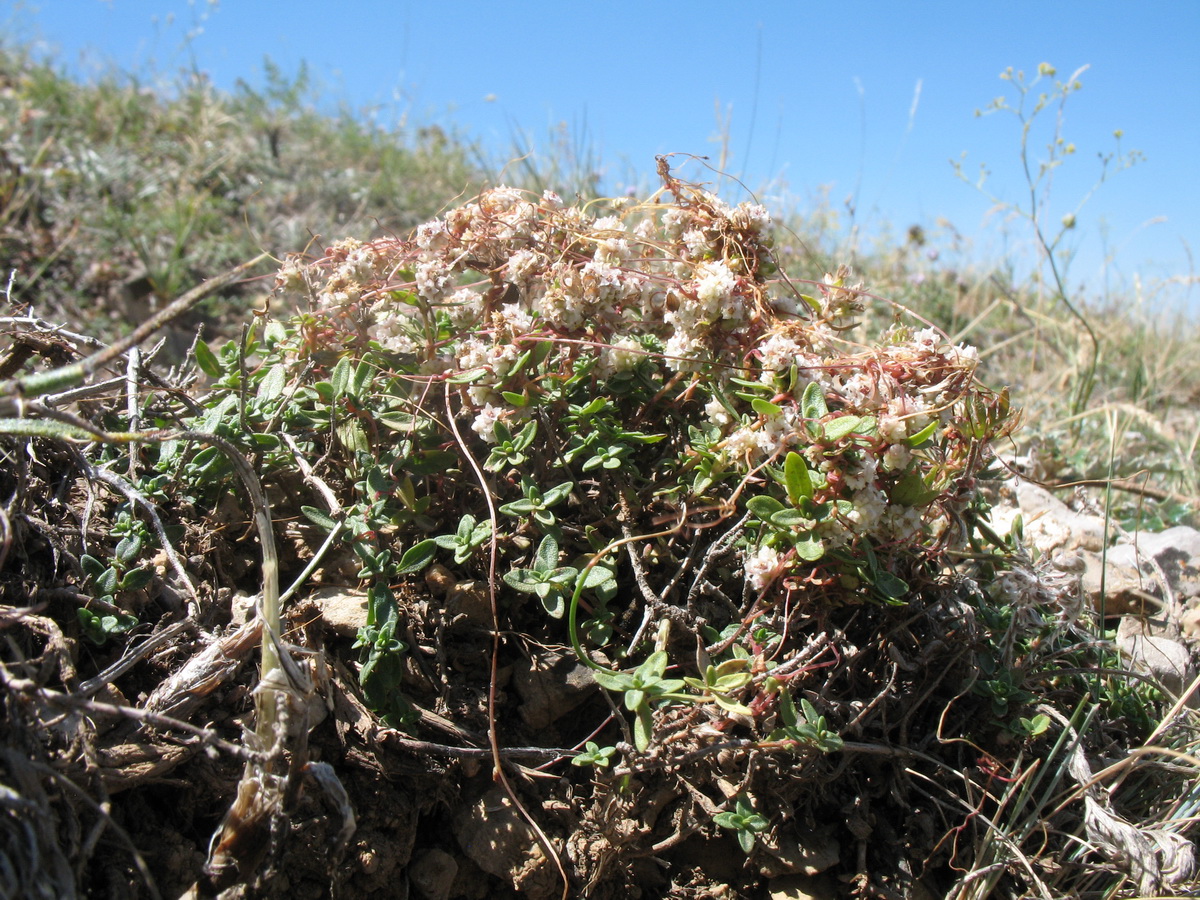 Image of Cuscuta approximata specimen.