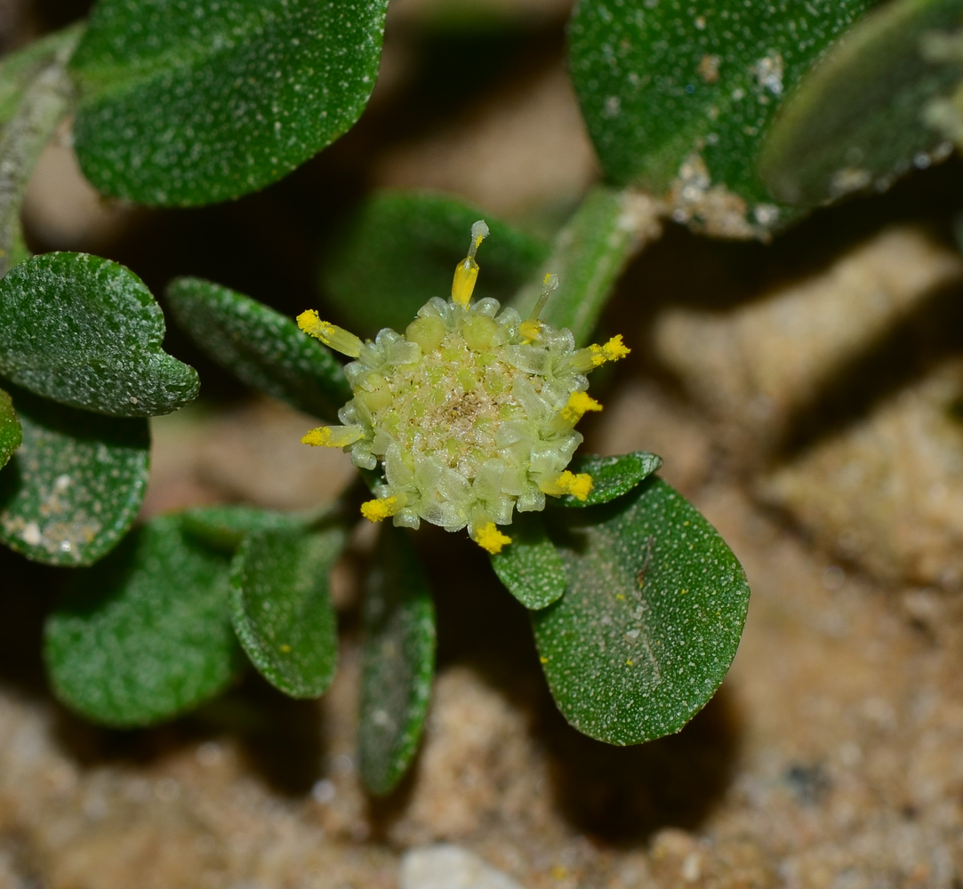 Image of Baccharis pilularis specimen.