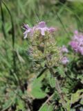 Thymus elisabethae. Верхушка побега с соцветием. Кабардино-Балкария, Эльбрусский р-н, окр. с. Эльбрус, ок. 1900 м н.у.м., склон горы. 13.07.2016.