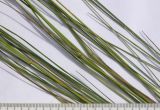 Elytrigia gracillima