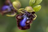 Ophrys speculum. Цветок. Греция, Пелопоннес, Мессения, тропа выше влажного леса возле ущелья Фарангаки Перистерия. 29.03.2015.