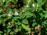 Kummerowia stipulacea. Побег с цветком. Приморье, г. Находка, городская набережная, на поляне. 18.08.2016.