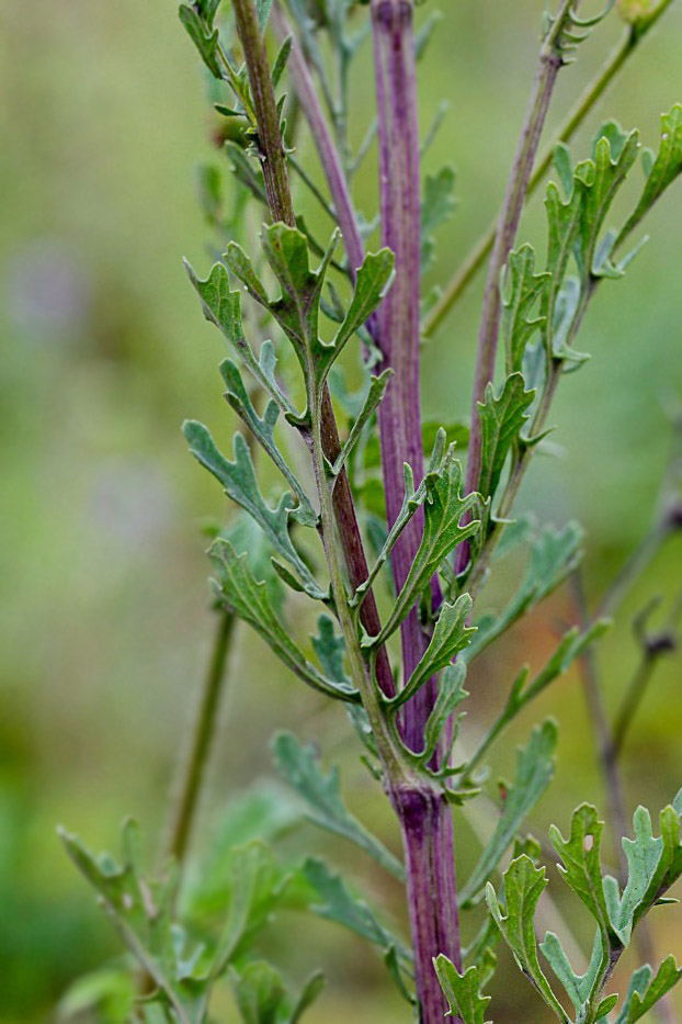 Изображение особи Senecio jacobaea.