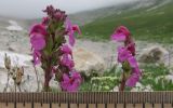 Pedicularis nordmanniana. Верхушки побегов с соцветиями. Адыгея, Кавказский биосферный заповедник, Фишт-Оштенский массив, высокогорное плато на юго-восточном склоне горы, выс. ≈ 2200 м н.у.м., каменистая осыпь. 13.08.2016.