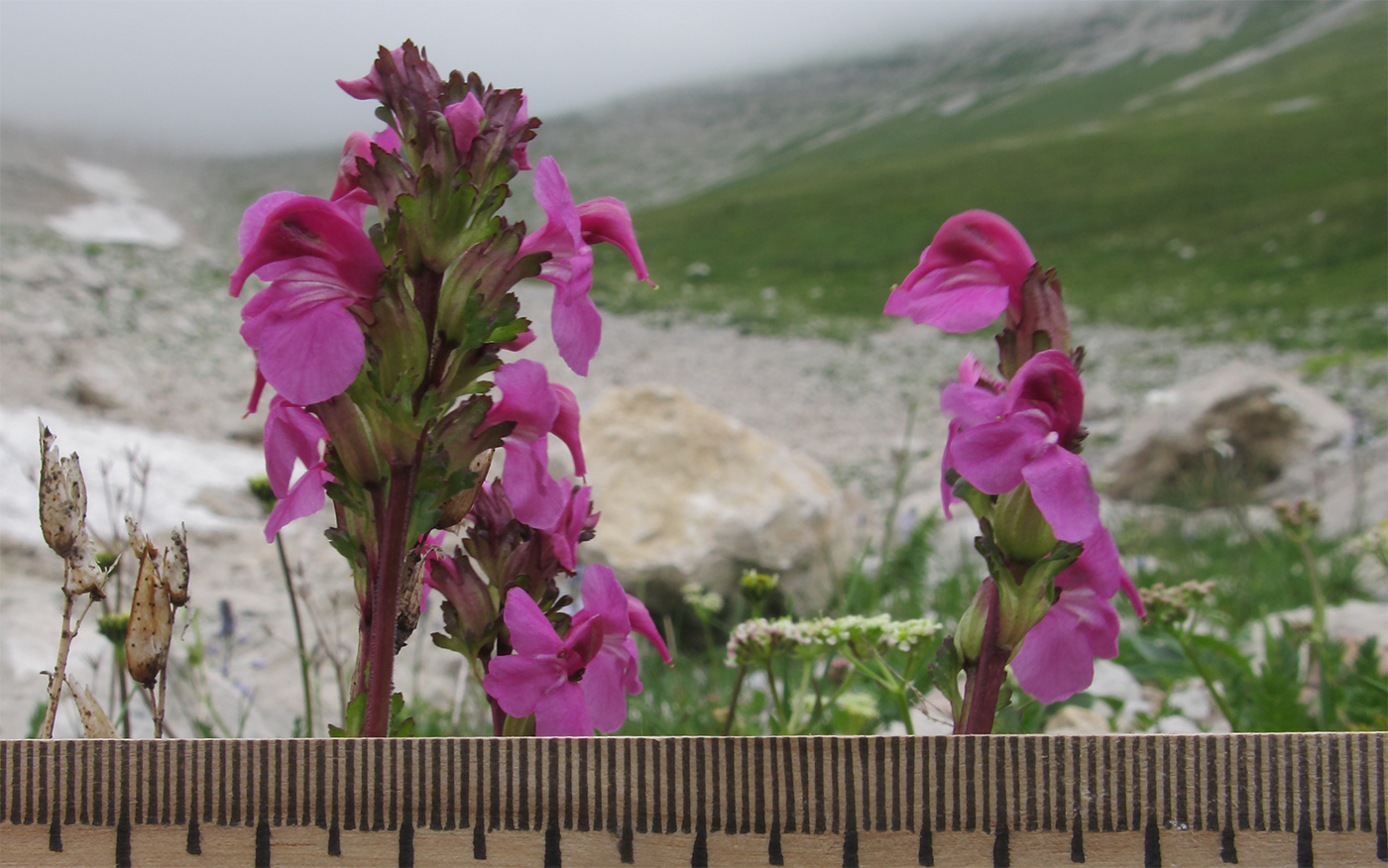 Изображение особи Pedicularis nordmanniana.