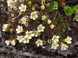 Diapensia lapponica