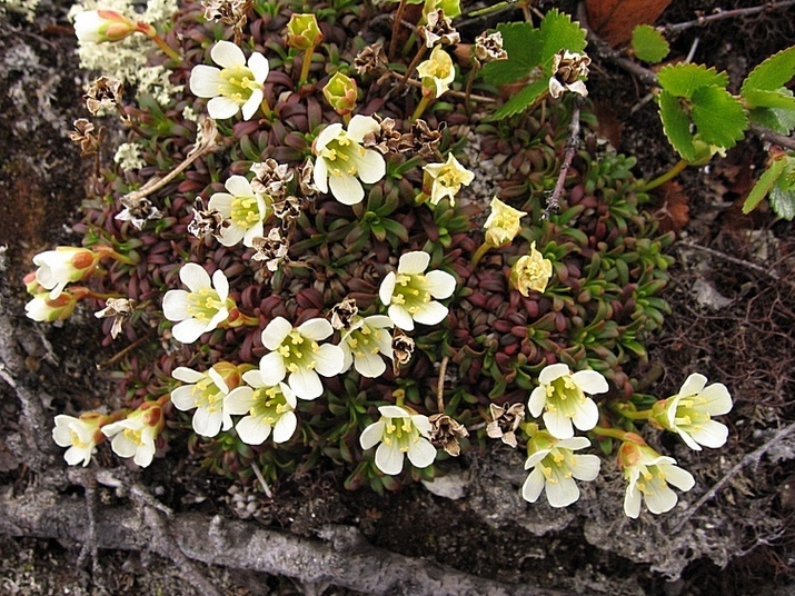 Изображение особи Diapensia lapponica.