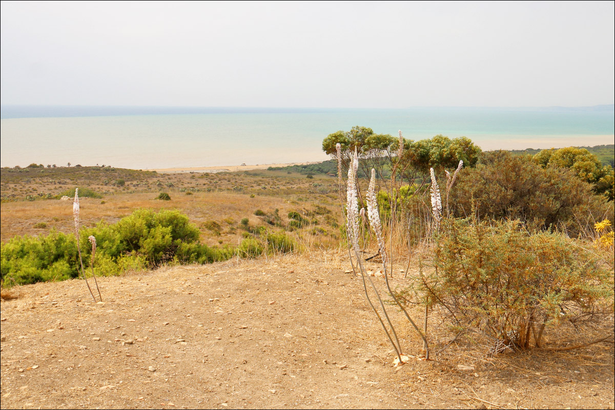 Image of Drimia maritima specimen.