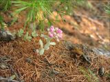 Hylotelephium cyaneum. Цветущее растение на уступе скалы. Магаданская обл., Колымское нагорье, берег р. Дебин близ пос. Ягодное. 19.07.2008.